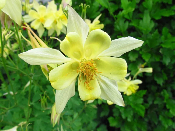 Flor de columbina amarilla, nombre de fondo Aquilegia, otro nombre granadas bonnet. —  Fotos de Stock