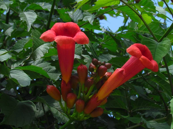 Η Λατινική grandiflora, κόκκινο άνθος της αντιστάθμισης, Αγγλικά ονομάζεται Τρομπέτα Αμπέλου, αναρριχητικό φυτό σαλπίγγων — Φωτογραφία Αρχείου