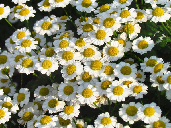 Tanacetum parthenium, também chamado de botões feverfew ou solteiros, flor branca — Fotografia de Stock