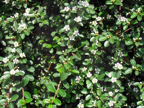 Cotoneaster white flower shrub in spring, detail of brands, garden ground cover plant — стоковое фото