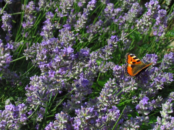 Bundle of dark violet lavender, the healing plant promotes wound healing, treats skin diseases and inflammation. Plant with butterfly Aglais urticae, named also Papilio urticae