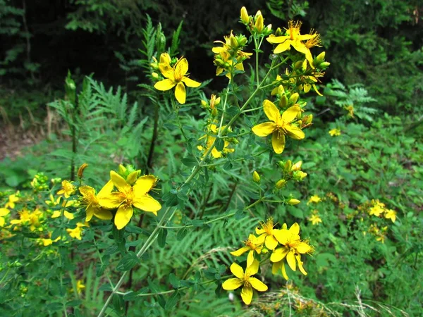 Hypericum perforatum, medicinalväxt som används som antidepressiv, grupp av blommor på en äng — Stockfoto