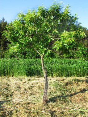 Young tree of sweet chesnut botanic named Castanea sativa clipart