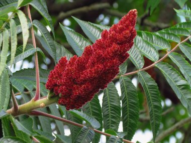 Rhus typhina, red blossom of sumac tree