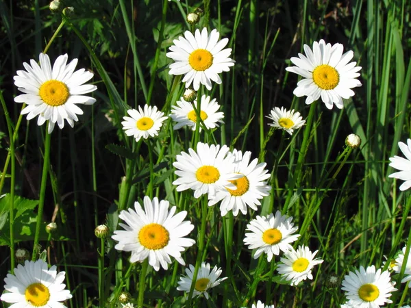 Marquerite nagy csoport, virág közeli, fehér virágok réten, Topview — Stock Fotó