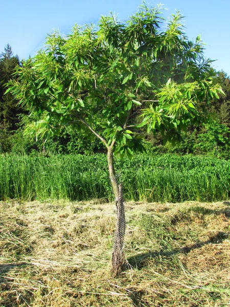 Young tree of sweet chesnut botanic named Castanea sativa — 스톡 사진