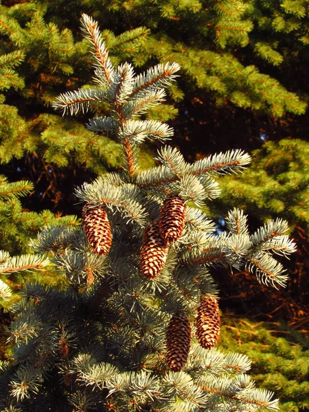 Branch of blue spruce with ripe pinecones — Stock Photo, Image