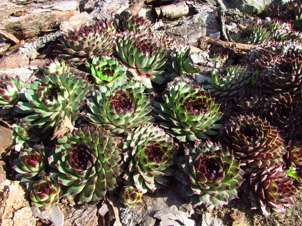 Hausschwanzgewächse, lateinischer Name sempervivum, Familie der Crassulaceae, bunte Sorte beliebter Gartenpflanzen — Stockfoto