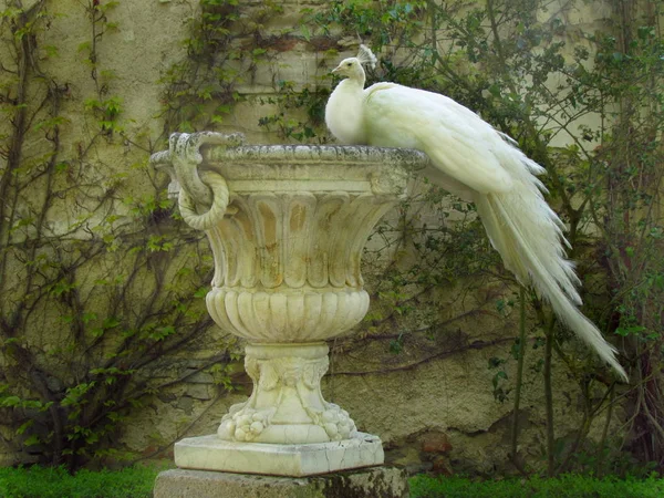 Білий павич сидить на бароковому декоративному вазоні — стокове фото
