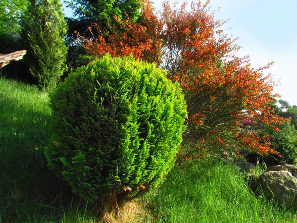 Cytisus and Cupressus, colorful garden stil life — Stock Photo, Image