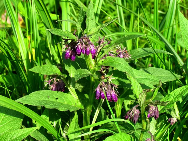 Pulmonaria officinalis, egyéb név lungwort, lila virág, gyógynövény — Stock Fotó