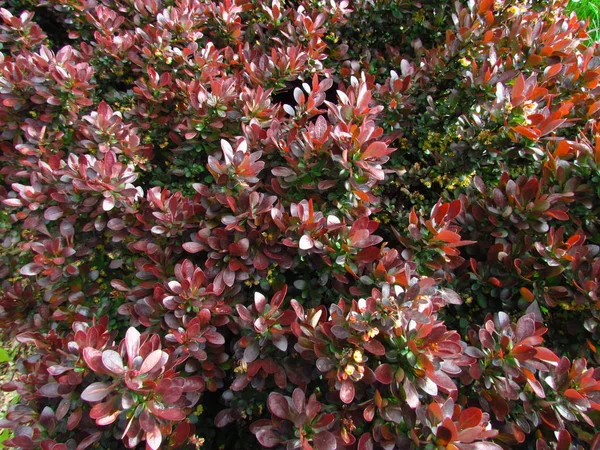 Berberis thunbergii, variety with red leaves, deciduous garden shrub — Stock Photo, Image