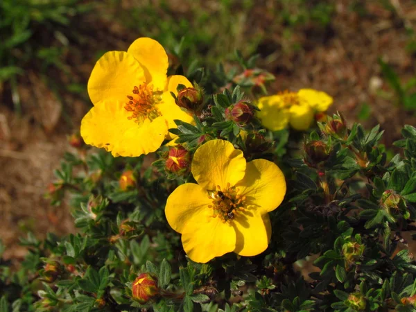 Dasiphora fruticosa, gängse namn också busiga FINGERÖRT, Golden hardhack, Bush FINGERÖRT, busken fem fingrar eller Widdy — Stockfoto