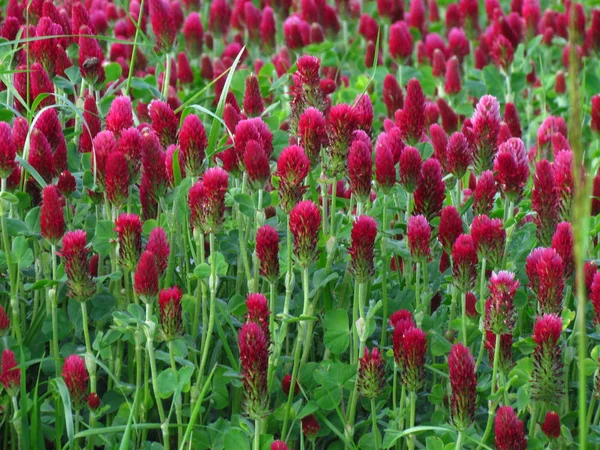 Inkarnat-Klee, nombre botánico Trifolium incarnatum, trébol rojo oscuro utilizado como forraje —  Fotos de Stock