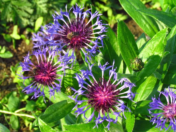 Centaurea Montana, chrpy s včelami, krásné růžové a purpurové květinové hlavy — Stock fotografie