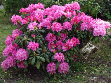 koyu pembe rhododendron, zengin çiçekli çalı, popüler bahçe çalı