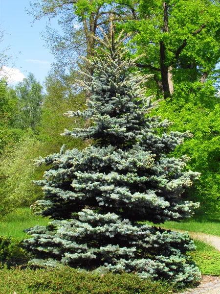 Giardino ornamentale con abete rosso argento Picea pungens, bel giardino still life — Foto Stock