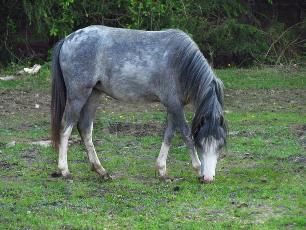 Серый пони на пастбище, милое маленькое животное на лугу — стоковое фото