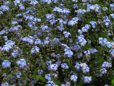 Unut-me-değil, pembe çeşitli, botanik adı Myosotis sylvatica