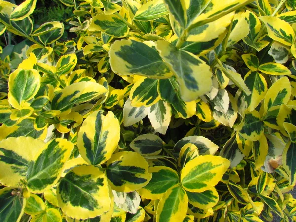 Euonymus fortunei Emerald Gold, variety with yellow leaves — Stock Photo, Image