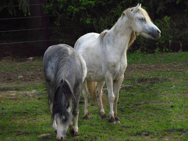 Серый пони на пастбище, милое маленькое животное на лугу
