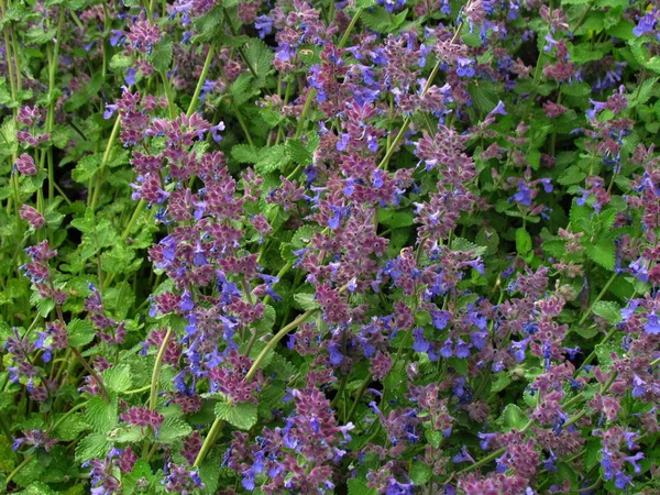 Salvia officinalis, other name garden sage, common sage or culinary sage