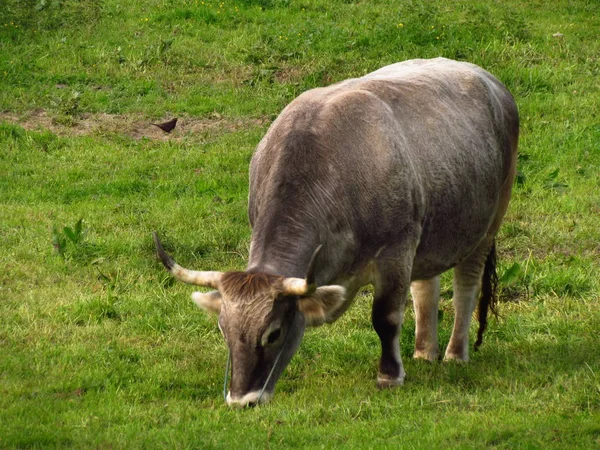 Ko på Hare Krishna Farm, indiska rasen på betet — Stockfoto