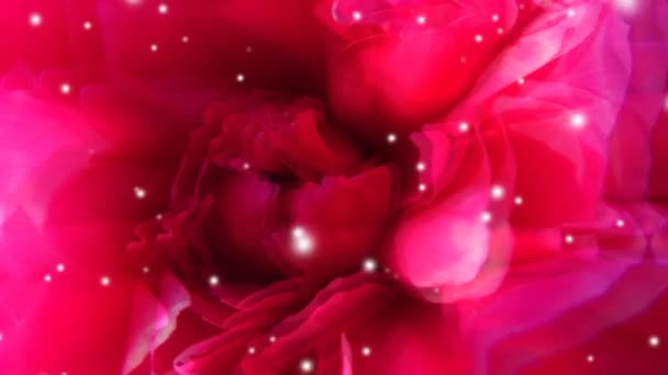 Sueño de vídeo con flor roja y partículas de luz blanca. Película de boda o cumpleaños tierna . — Vídeo de stock