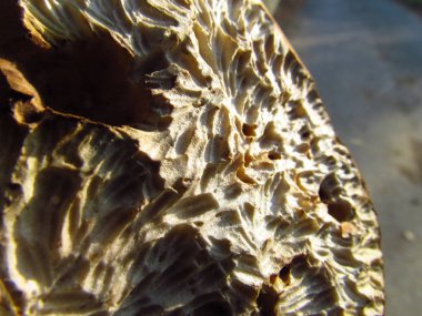 Olağandışı bulgu, mantar kafası sincaplar tarafından ısırılan