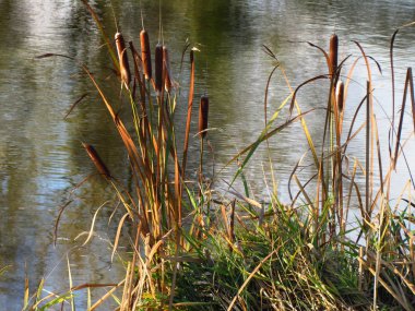 Typha latifolia da bulrush veya reedmace adlı, Amerika'da kamış, cattail veya punks, Avustralya cumbungi veya bulrush
