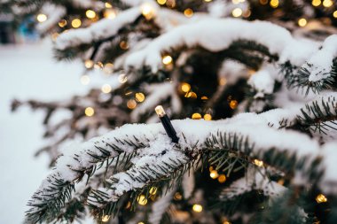 Noel ışıkları köknar ağacı dalı yakın altın sarı ışık bokeh arka plan