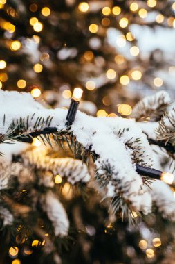 Noel ışıkları köknar ağacı dalı yakın altın sarı ışık bokeh arka plan