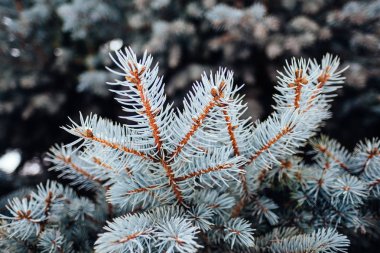 Kış soğuk kar frost arka plan köknar ağacı yakın çekim