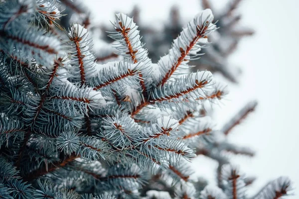 Invierno Frío Nieve Helada Fondo Abeto Primer Plano — Foto de Stock