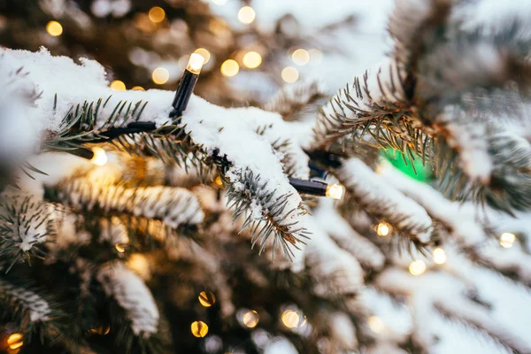 Christmas lights fir tree branch close up golden yellow light bokeh background