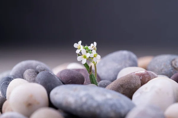 Gevarieerde Steentjes Met Kleine Witte Bloem Hoek Uitzicht — Stockfoto