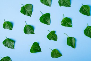 Mavi arka plan üst görünümünde sarmaşık yeşil yaprakları desen