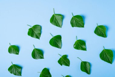 Mavi arka plan üst görünümünde sarmaşık yeşil yaprakları desen