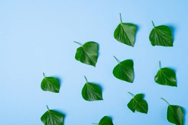 Mavi arka plan üst görünümünde sarmaşık yeşil yaprakları desen