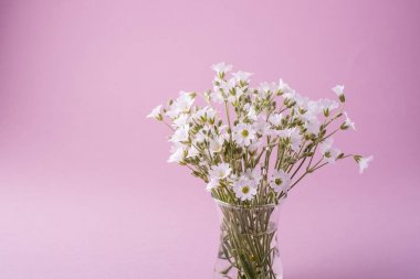 Pembe arka planda cam vazoda beyaz çiçekler.