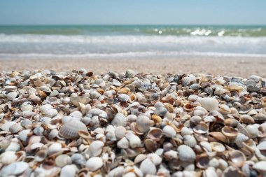 Seçici odak deniz kabukları deniz plajı kadar yakın
