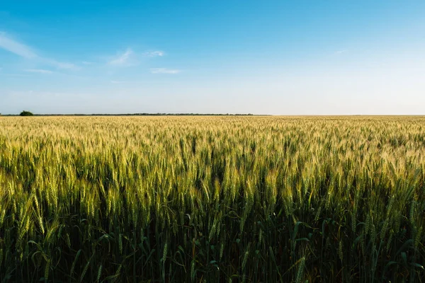 Épillets Blé Paysage Champ Agriculture Agricole Avec Ciel Bleu — Photo