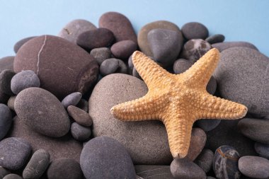 Çakıl taşlarında denizyıldızı yaz doku açısı görünümü yakın mavi arka plan