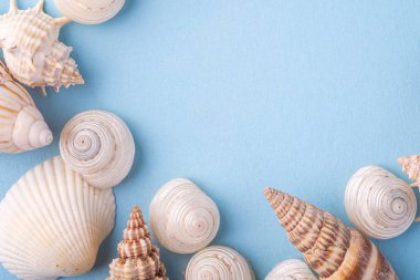 Yaz doku kopya uzay deniz kabuğu üst görünümü mavi arka plan