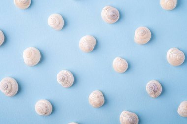 Yaz doku desen kopya uzay deniz kabuğu üst görünümü mavi arka plan