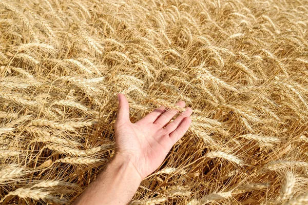 Human hand touch holding wheat straw on field summer harvest sunny day bright