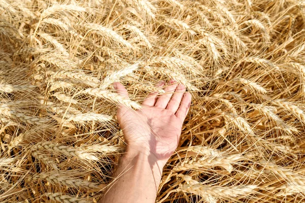 Human hand touch holding wheat straw on field summer harvest sunny day bright