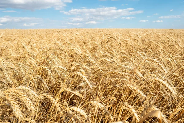 Wheat Field Straw Golden Yellow Bright Day Blue Sky Agriculture — Stock Photo, Image