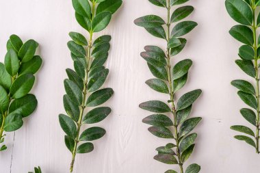 Buxus sempervirens doku yeşil yaprak dalları beyaz ahşap arka plan kopyalama alanı şablonüst görünüm üstten arka plan bırakır