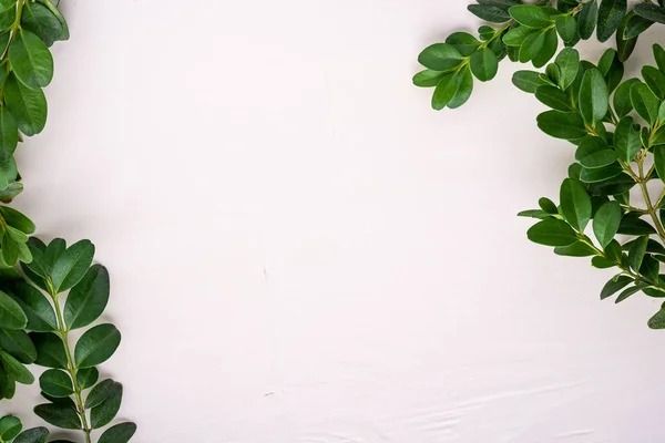 Buxus sempervirens çerçeve kenarlık yeşil yaprak dalları beyaz ahşap arka plan kopyalama alanı şablonüstgörünüm üstten arka plan bırakır